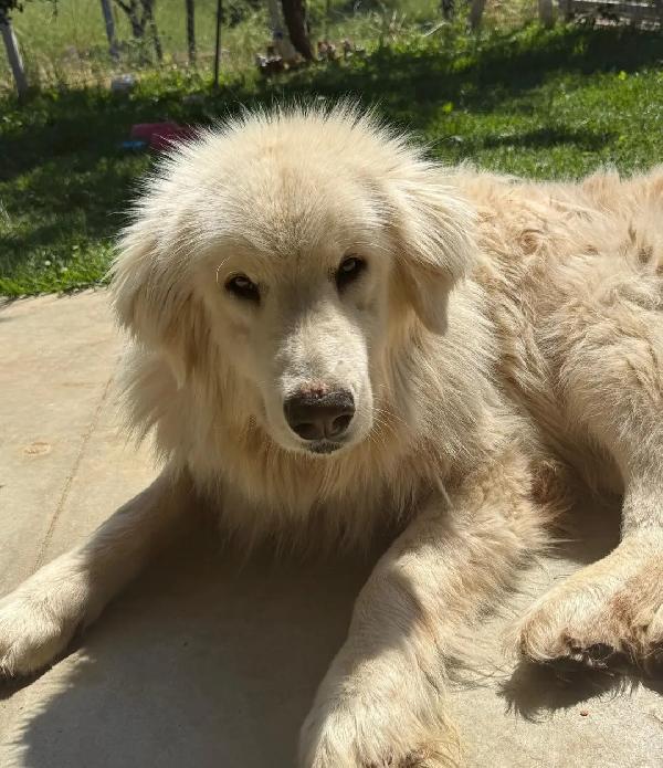 3Anni Sparirà A Giorni In Canile Senza Volontari!! Calabria 